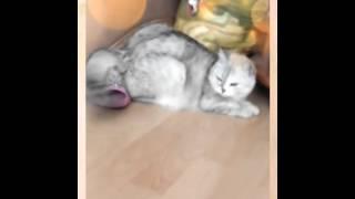Снежка :3  (Created with @Magisto)