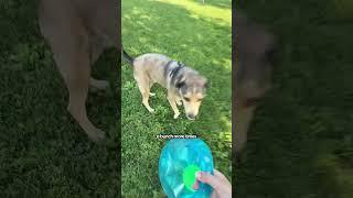 Is This The Best Toy For Tough Chewers? | The Pack