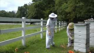 Deb's Big Backyard:  Life of a Beekeeper