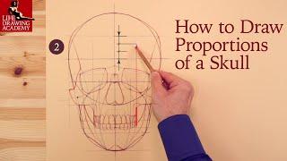 How to Draw Proportions of a Skull