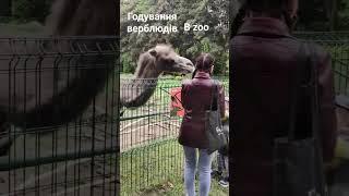верблюди їдять з рук в zoo