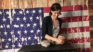 Bubba and Gilbert Beige Male Chinchillas