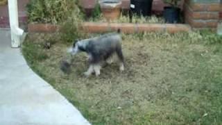 Schultz With His Favorite Toy - A Tire