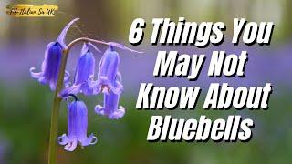 6 Things You May Not Know About Bluebells 