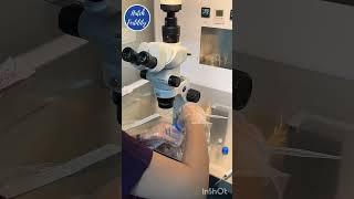 Live IUI sample preparation