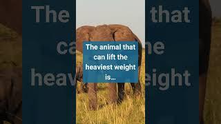 The animal that can lift the heaviest weight is…