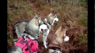 Husky Song
