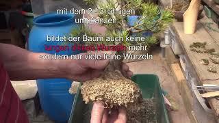 Bonsai Kiefer - Pinus sylvestris - umpflanzen