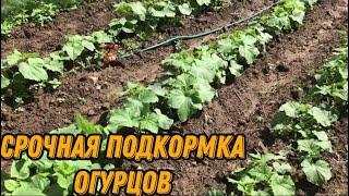 Важная подкормка огурцов в открытом грунте.