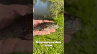 Ротан заполняет водоём, что делать? #ротан #пруд #дача #участок #природа #май #рыбалка #шортс #рыба