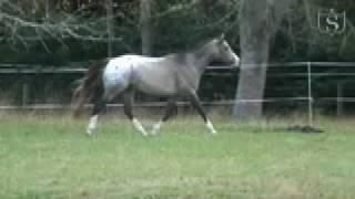 Appaloosa stallion Mighty Luminous at stud in New Zealand - Sportaloosa Stallion Showcase