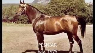 Tersk Stud 1979 -  1980 mp4