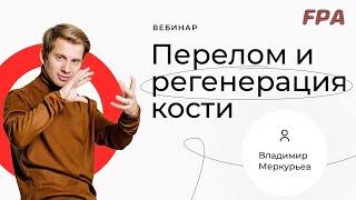 Перелом и регенерация кости | Владимир Меркурьев