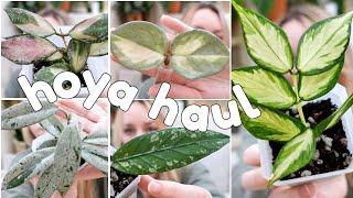 don't watch this on a plant ban... 42 new hoya in 45 minutes 