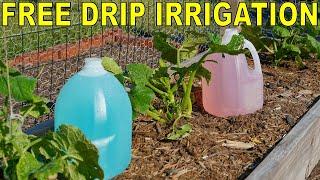 How To Build A FREE DIY Garden DIP IRRIGATION System With Milk Jugs!