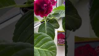 Цветение сеянцев глоксинии #flower#глоксинияизсемян#глоксиния#