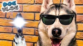 DOGVLOG: Я СОТРУ ВАШУ ПАМЯТЬ! Хаски Бандит. Говорящая собака