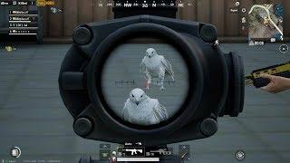 5 Secret Place to Find Eagle Companion in Pubg Mobile | 90s Gamer |