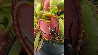 Black widow tried eating my Venus fly trap #shorts