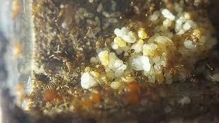 Pheidole pilifera in Arthropod Antics Formisquarium!