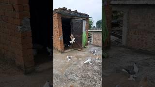 Shirazi Pigeons  #kabutar  #status #shorts