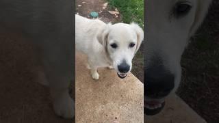 Play￼ hide and seek with me ￼ ￼#puppy #dog #goldenretriever #toratime #toratime #cute