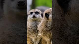 Amazing Meerkats: Social Structure and Survival Skills! #meerkats