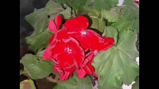 Geran gulining parvarishi "Geranium"