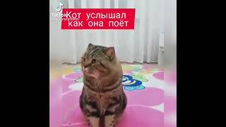 Кот меломан прикол