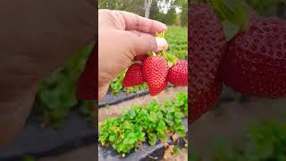 Fruit picking at Adelaide