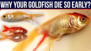 Why Your Goldfish Die So Early In Your Aquarium | Five Real Reasons