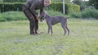 Windfall Grey Weimaraners - Training with Windfall Grey A Perfect Gift 'MALI' @ 5 months 03-06-2013