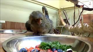 Zwergseidenäffchen vor der Action-Cam im Tierpark Chemnitz