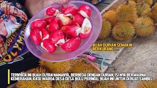 MUSIM DURIAN, BELI DURIAN DI KAMPUNG BUAH & DI KEBUN DURIAN DI PONDOK AMBIL BUAH ELAI PUNYA KAWAN