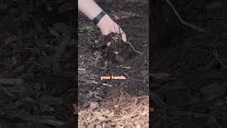 How to Avoid Bad Mulch Jobs!