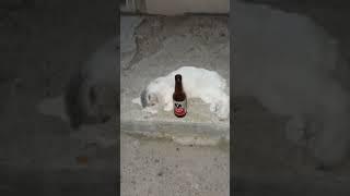 Drunk Cat #cats #drunks #tecate @georgethorogoodofficial