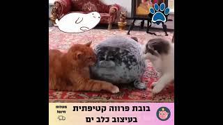 בובת פרווה קטיפתית בעיצוב כלב ים