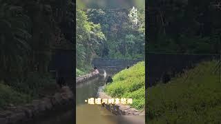 Watch the battle of the gorillas, come to Changlong father in law and son in law battle #Throw that