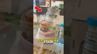 Hammy’s Days Are Numbered#hamster #animals #animalrescue