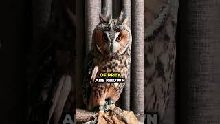 Nocturnal Wisdom: The Parliament of Owls #OwlGathering#OwlFacts#FeatheredParliament #owl #owls