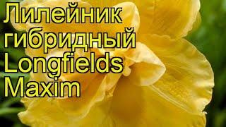 Лилейник гибридный Лонгфилдс Максим. Краткий обзор, описание hemerocallis Longfields Maxim