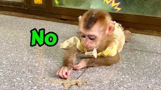 OMG, It's funny how the monkey Linda reacts when she meets the Lizard 1