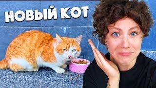 СПАСАЕМ БЕЗДОМНОГО КОТА! РЕАКЦИЯ МОЕЙ КОШКИ ШОКИРУЕТ