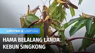 Hama Belalang Serang Kebun, Warga Minta Dinas Pertanian Bertindak | Liputan 6 Lampung