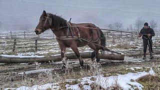 РОБОЧА КОБИЛА НА ПРОДАЖ  В ПЕЧЕНІЖИНІ.