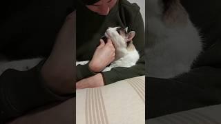 Gato blanco y negro o negro y blanco