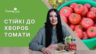 СТІЙКІ ДО ХВОРОБ ТОМАТИ. Зібрала 15 кг з куща