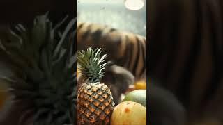 Tiger Mouse Dog Extended Version