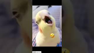 #cute #funny #Bird #soumia