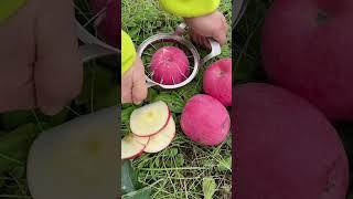 Farm Fresh Ninja Fruit  Oddly Satisfying Fruit Ninja  95